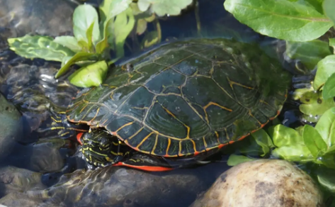 都说锦龟的寿命一般，那更华丽的西部锦龟又能活多久呢？