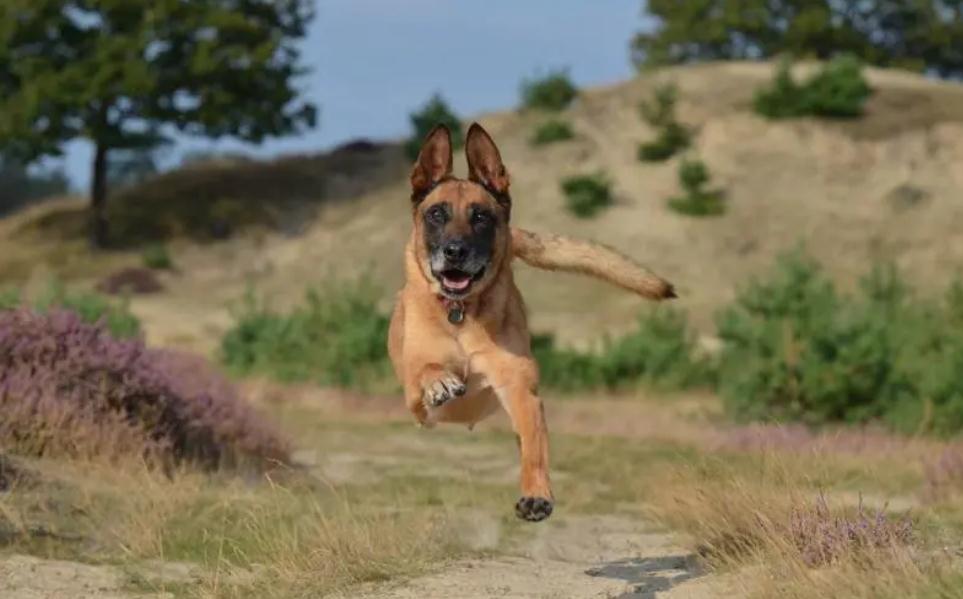 比利时玛利诺犬优缺点 比利时玛利诺犬优缺点