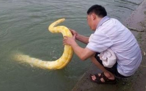 溜‘黄金蟒蛇’到湖中游泳 路人都夸蟒蛇很温顺