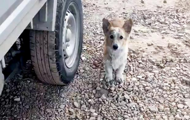 柯基犬无家可归,浑身是病,竟凭实力收获铲屎官! 柯基犬无家可归,浑身是病,竟凭实力收获铲屎官!