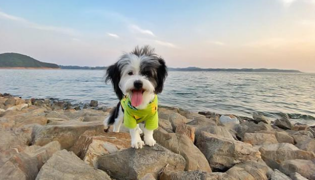 流浪狗苦等主人,终于见面后的举动令人意外:它只是在等一个告别 流浪狗苦等主人,终于见面后的举动令人意外:它只是在等一个告别