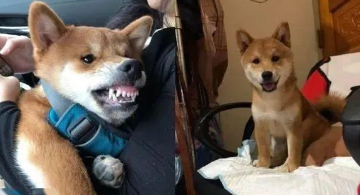 以便文化教育咬人的柴犬,主人用这招确实合理喔 以便文化教育咬人的柴犬,主人用这招确实合理喔