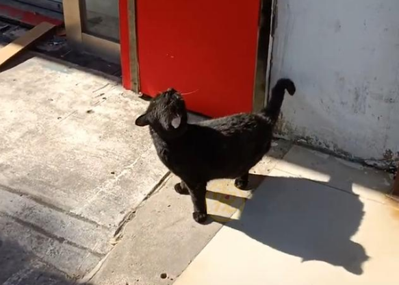 不知自己被遗弃的猫咪，天天守着紧锁的大门，期待主人接自己回家