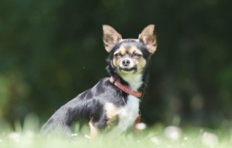 口袋上装着一只吉娃娃，小伙给它喂养后，它的姿势看见真“有礼”
