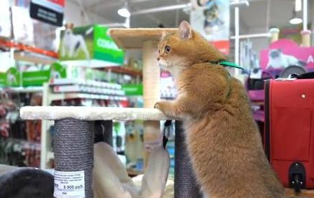 主人带橘猫逛超市，最后它居然睡着了 