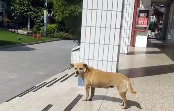 被师生宠了十多年的狗狗,因高考关禁闭,狗狗:白听这么久的课 被师生宠了十多年的狗狗,因高考关禁闭,狗狗:白听这么久的课