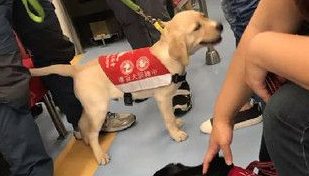 搭乘火车巧遇萌拉拉军团 网友赞:工作犬真伟大 搭乘火车巧遇萌拉拉军团 网友赞:工作犬真伟大