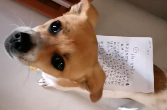 走失的宠物狗自己找回家，看到它身上的字条后，铲屎官由喜转惊