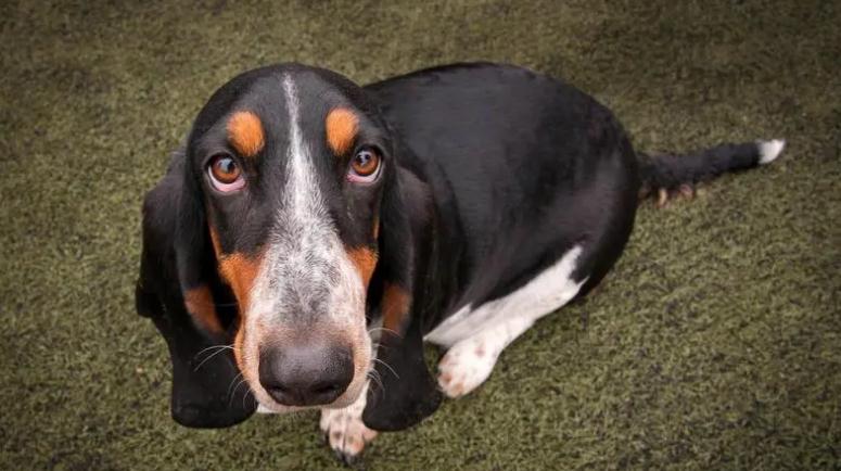 巴吉度犬几个月算成犬