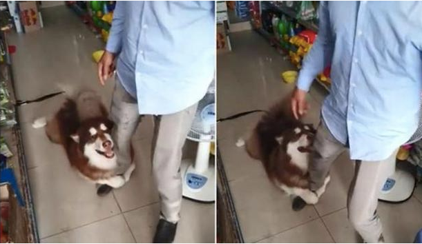 阿拉斯加求主人家买零食,立即紧抱他的大腿根部发嗲:帮我买1个嘛! 阿拉斯加求主人家买零食,立即紧抱他的大腿根部发嗲:帮我买1个嘛!