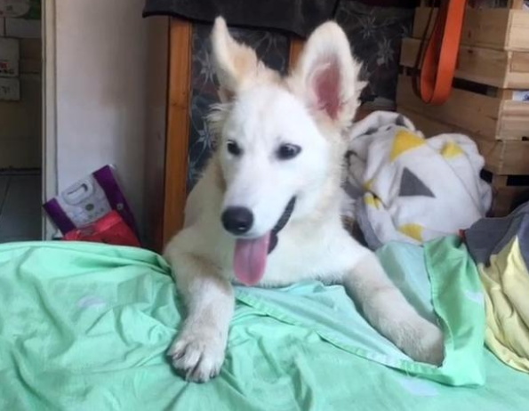 爱犬意外走失，主人天天寻找，23天后竟在狗肉馆发现了它