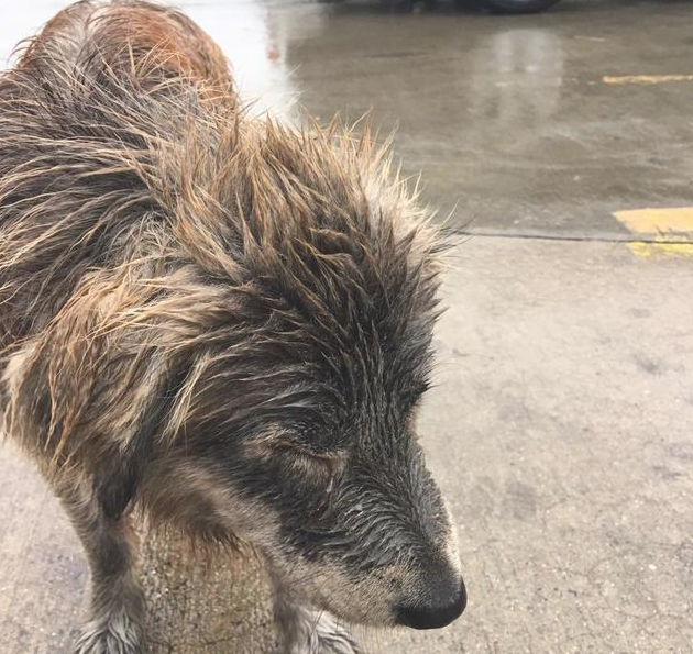 冬天下雨天一条狗被扔在大街上湿漉漉也害怕动，它毫无疑问想等主人来接它