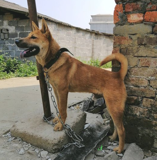 土狗的心理状态真棒,它每日都特高兴,并且看门还尽职尽责 土狗的心理状态真棒,它每日都特高兴,并且看门还尽职尽责