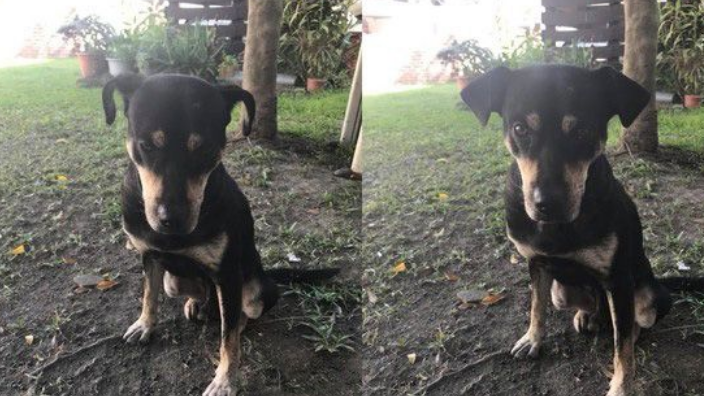 工地忠犬小黑遭遗弃 却还是回来痴痴等待工人们 工地忠犬小黑遭遗弃 却还是回来痴痴等待工人们