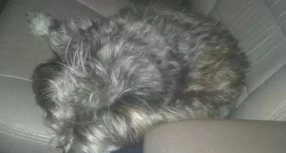 一只宠物犬出外讨饭,弄的和流浪犬一样,她是被遗弃了嘛 一只宠物犬出外讨饭,弄的和流浪犬一样,她是被遗弃了嘛
