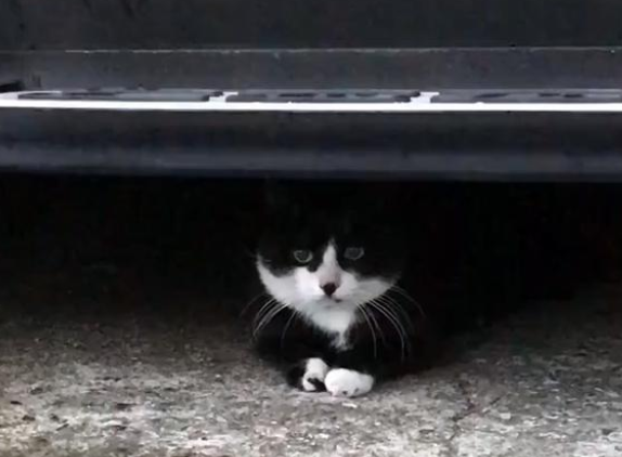 雨中独自等待的流浪猫,只为填饱肚子:我知道你一定会来 雨中独自等待的流浪猫,只为填饱肚子:我知道你一定会来