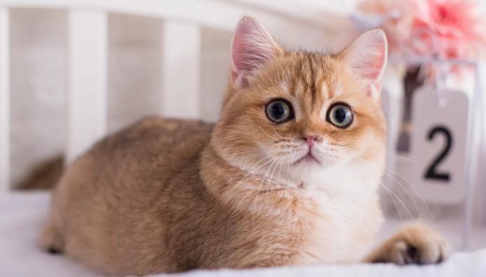 猫咪多久洗澡一次比较好 猫咪多久洗澡一次比较好