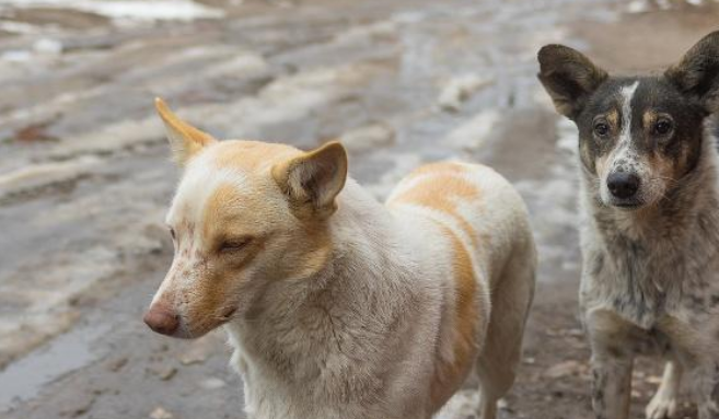 混迹在餐馆中的流浪狗，吃得比家犬还胖，只因遇到一个好老板