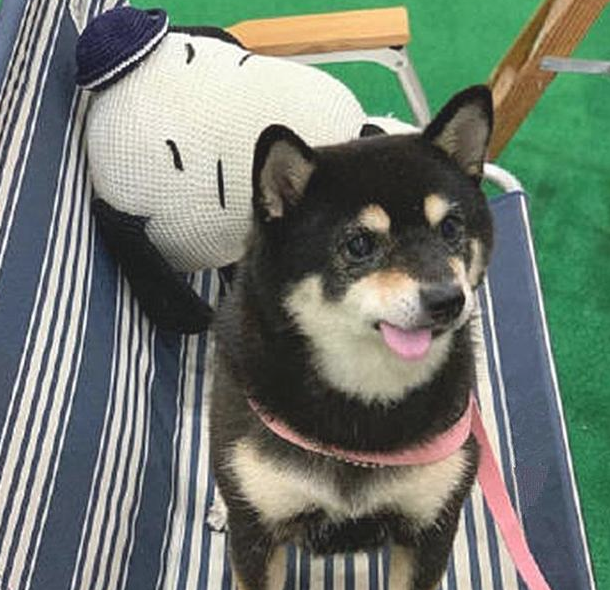 柴犬年老掉牙却变成表情图，主人每天悉心照料，只求给家狗养老服务