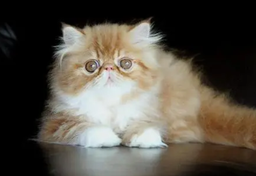 萌死人不偿命！盘点全球五大猫科萌宠~