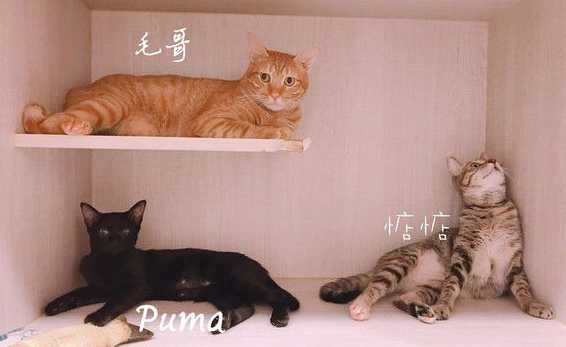 黑猫伸懒腰屁屁督到室友脸上 被督过脸表情超复杂 黑猫伸懒腰屁屁督到室友脸上 被督过脸表情超复杂
