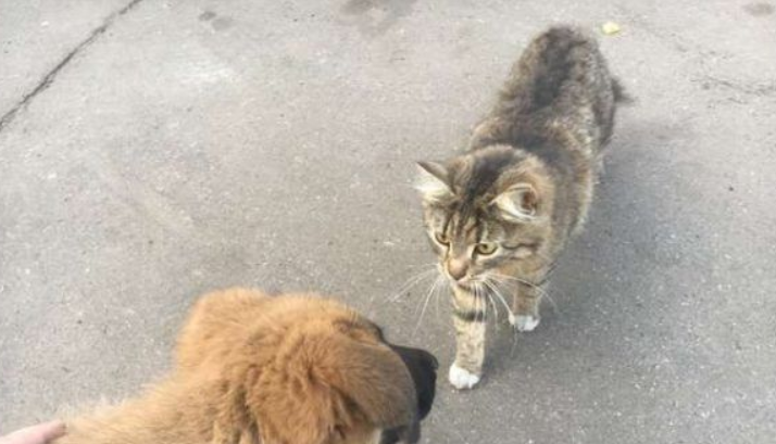 浪浪磁场的俄国男子 上班连捡命中注定的猫狗