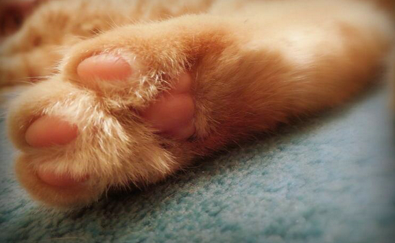 猫爪X光 骨折了吗？有点可爱怎么回事