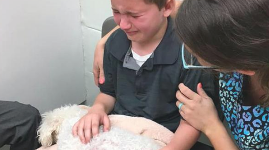 贵宾犬肾衰竭快不行，安乐死时男孩儿恳求要怀着它：我永远爱你！