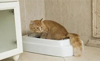 猫为什么腹泻