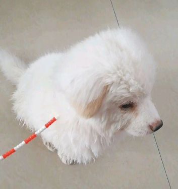 主人把狗儿扔下车后,小家伙傻傻的地追了好长时间,这时候女生不忍心了 主人把狗儿扔下车后,小家伙傻傻的地追了好长时间,这时候女生不忍心了