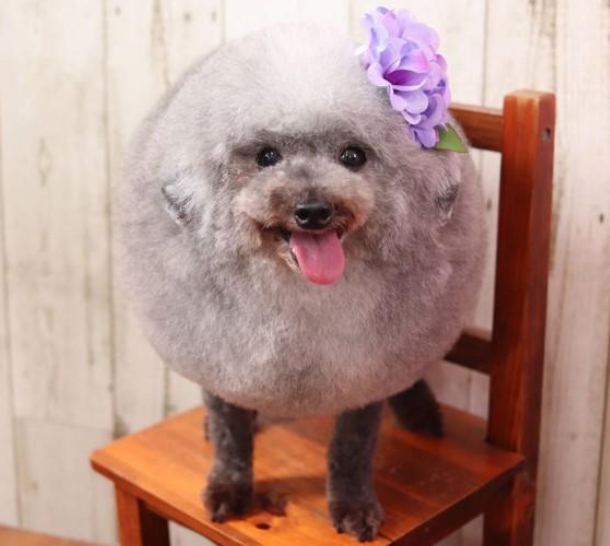 贵宾犬以前常被嘲笑，主人帮它换“海豹”造型，立刻变身网红！