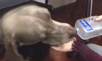 女主人给狗狗喝酒，把它灌醉了要做啥，都不害怕发酒疯？