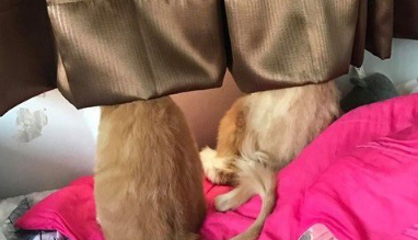 本宫被吓飞了! 喵星人被地垫吓到弾飞 本宫被吓飞了! 喵星人被地垫吓到弾飞