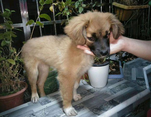 小流浪犬迷途在公交车站,男孩儿进入车内后见到它追随的模样,猛然优柔寡断了 小流浪犬迷途在公交车站,男孩儿进入车内后见到它追随的模样,猛然优柔寡断了