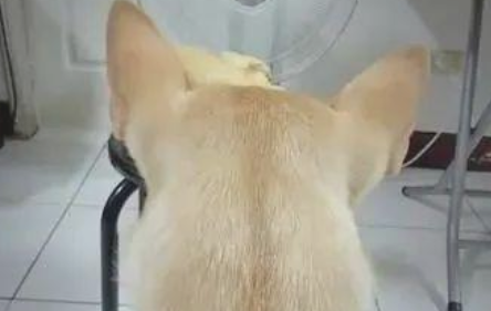 狗狗坐着电扇前一动也不动，获知身后缘故令人哭笑不得！