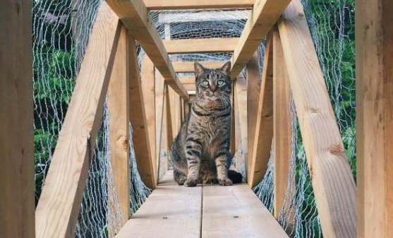 猫奴打造超梦幻树屋 室内猫也可以出去透透气