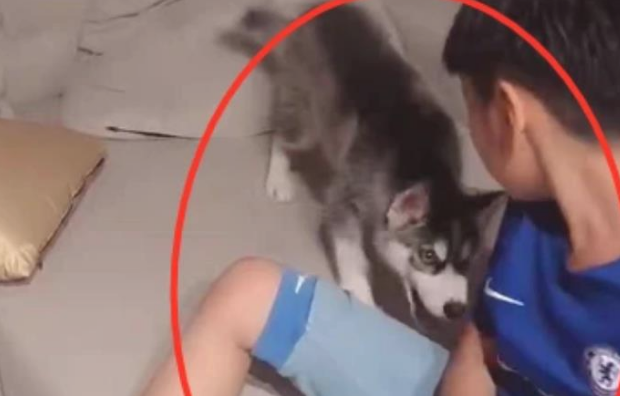 二哈欺软怕硬，上一秒还想咬手，下一秒小主人举起乒乓球拍吓瘫了