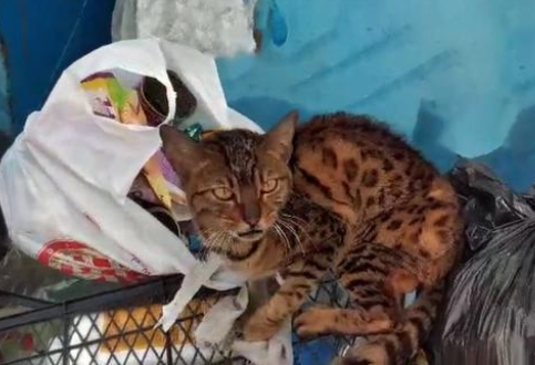身价不菲的孟加拉豹猫，沦落到以垃圾为食，品种猫为什么会流浪？