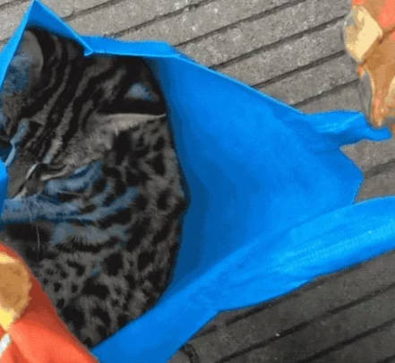 高铁站闯入一只小猫贼,消防员一看…咋又是牢底坐穿兽 高铁站闯入一只小猫贼,消防员一看…咋又是牢底坐穿兽