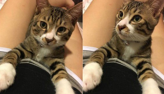 谁在里面？爱猫知道马麻有宝贝后突然超温柔
