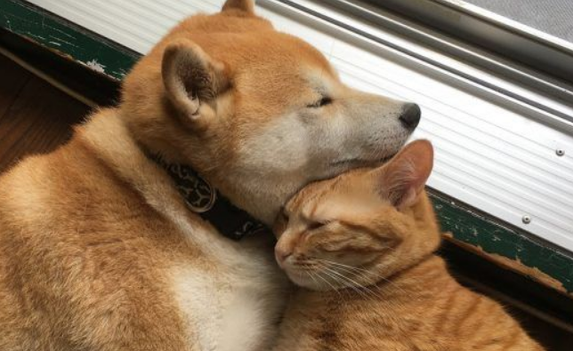 超治愈系猫咪 带狗哥哥走出失友之痛