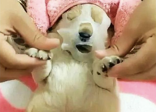 主人家趁狗狗入睡的那时候，给它干了整套美容美体，网民：我羡慕嫉妒了！