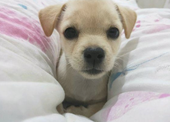 小奶狗冻裂了直往女生身旁蹭,把它带家后发觉是个走动的表情图