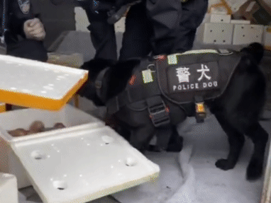 警犬执勤时偷吃百香果，训导员却大加赞赏：好样的！