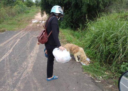 菲律宾狗狗每日在与主人家走散的道路边苦等四年,总算等你却没和我走 菲律宾狗狗每日在与主人家走散的道路边苦等四年,总算等你却没和我走