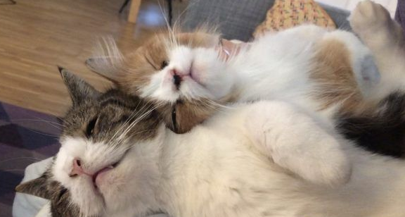 根本是命中注定 无鼻樑猫遇到一样长相的猫哥哥