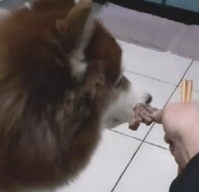 给阿拉斯加一片肉它不吃，给蔬菜水果却吃得回味无穷，素食主义狗？