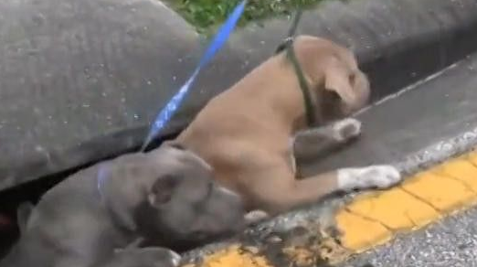 斗牛犬被卡在下水道 被救出的一瞬间世界都亮了 斗牛犬被卡在下水道 被救出的一瞬间世界都亮了