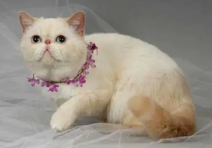 波斯猫和加菲猫的区别