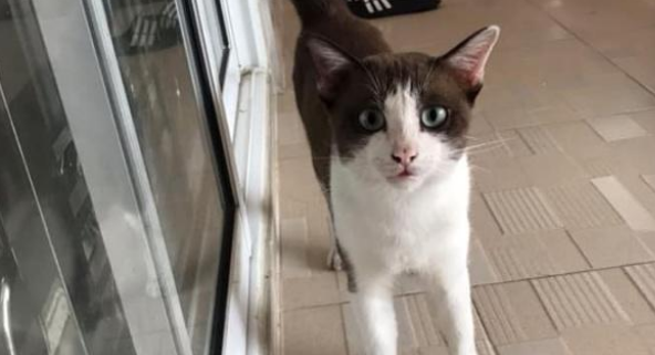 一年前喂过的小公猫，竟拖家带口找上门：喂过我就要负责！